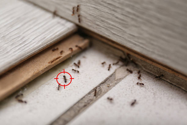 Best Rat Extermination Near Me  in Pompton Plains, NJ
